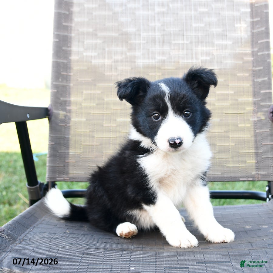 Border Collie dogs Twinkle - Ad 1