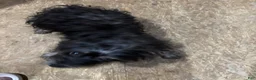Mixed Breed dogs for sale: Mixed Breed Puppy 4 - Ad 3