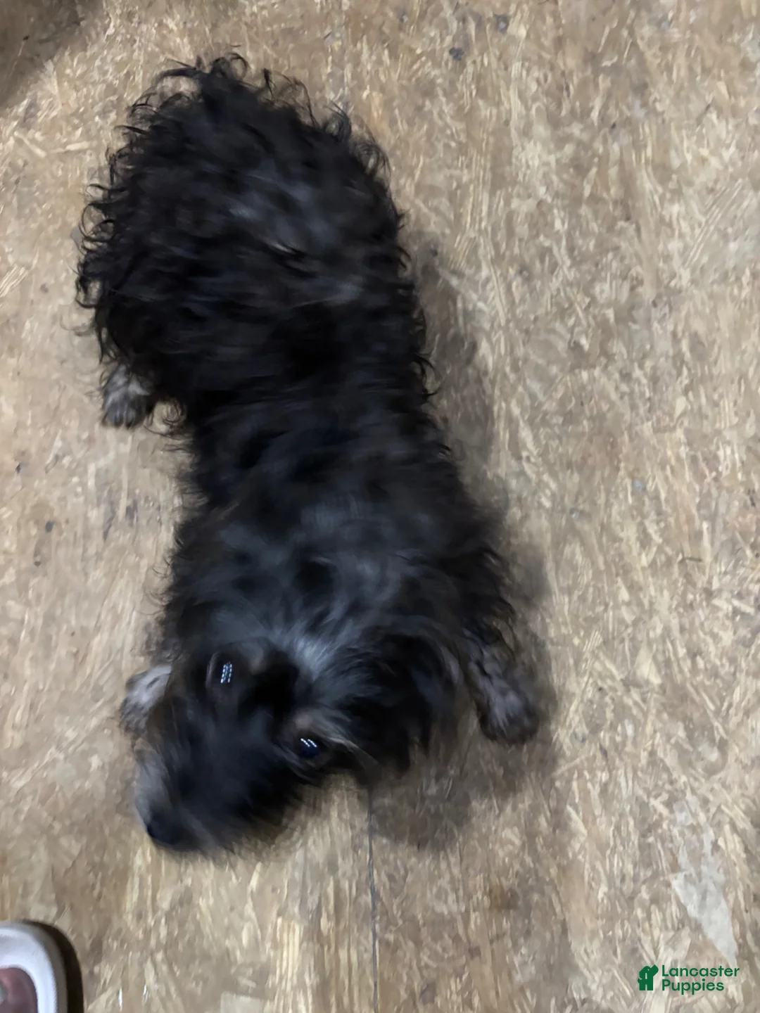 Mixed Breed dogs for sale: Mixed Breed Puppy 4 - Ad 3
