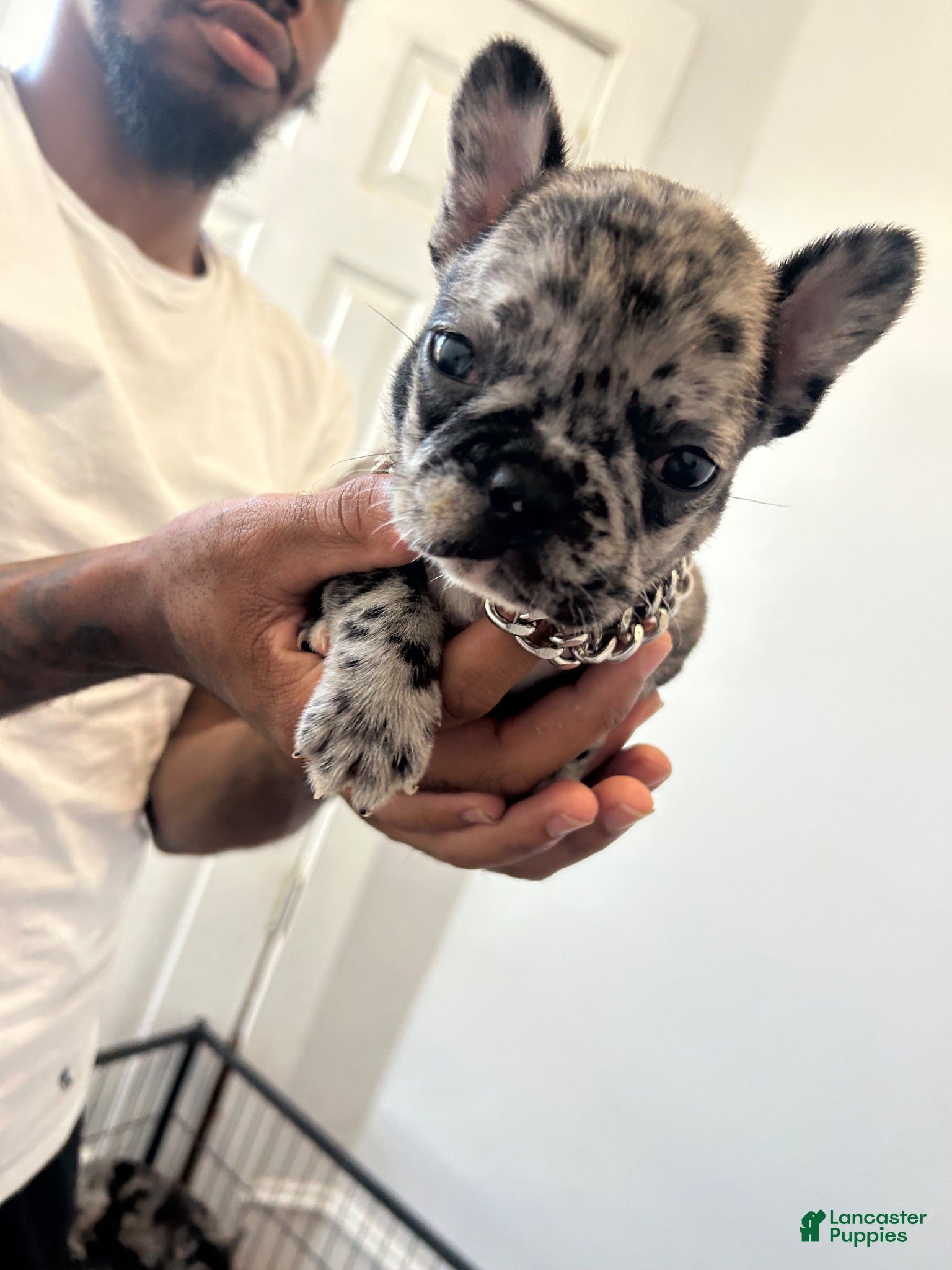 French Bulldog dogs French Bulldog 4 - Ad 34