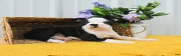 Boston Terrier dogs for sale: Boo Boo - Ad 4