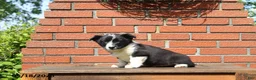 Mixed Breed dogs for sale: Corbin - Ad 5