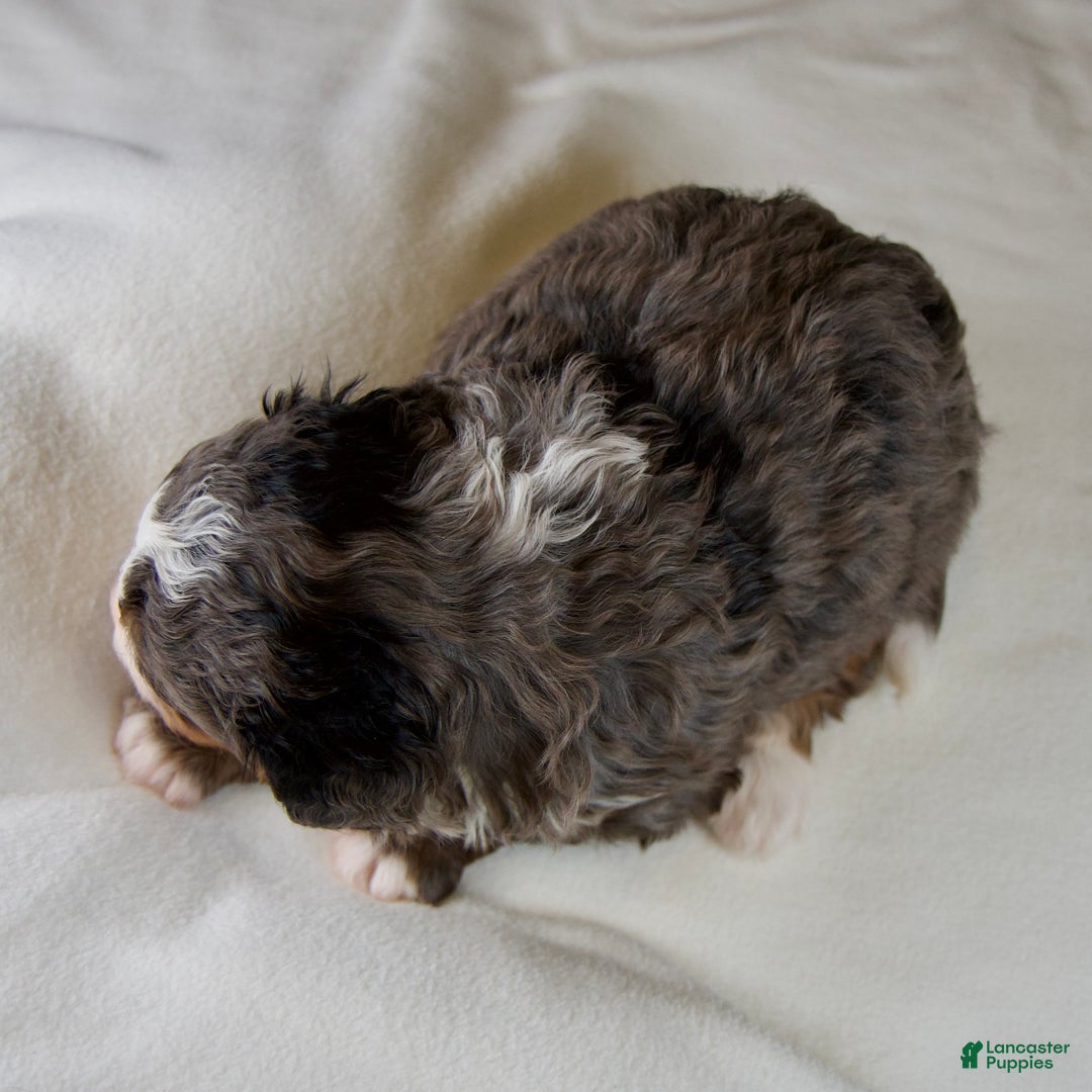 Mini Bernedoodle dogs for sale: Pudding Pop - Ad 5