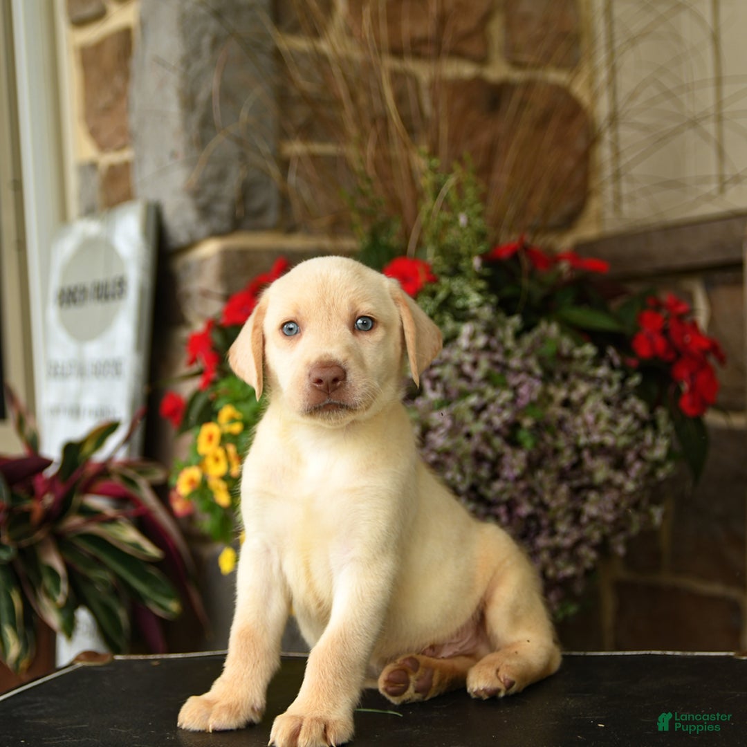 Yellow Lab Dudley Mastiff Napoleon For Sale In Narvon Lancaster