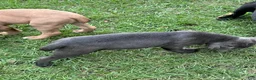 Cane Corso dogs for sale: Cane Corso 5 - Ad 4