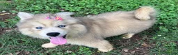 Siberian Husky dogs for sale: ROMANiA - Ad 21