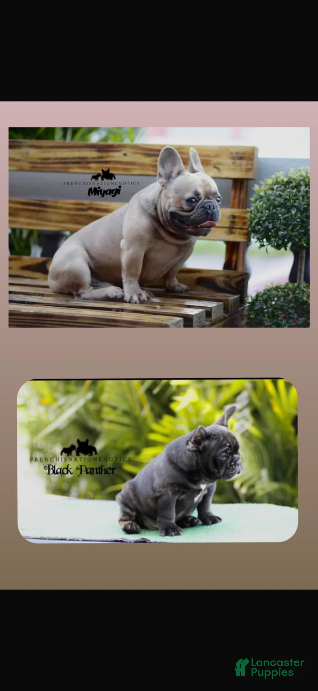 French Bulldog dogs for sale: French Bulldog - Ad 5