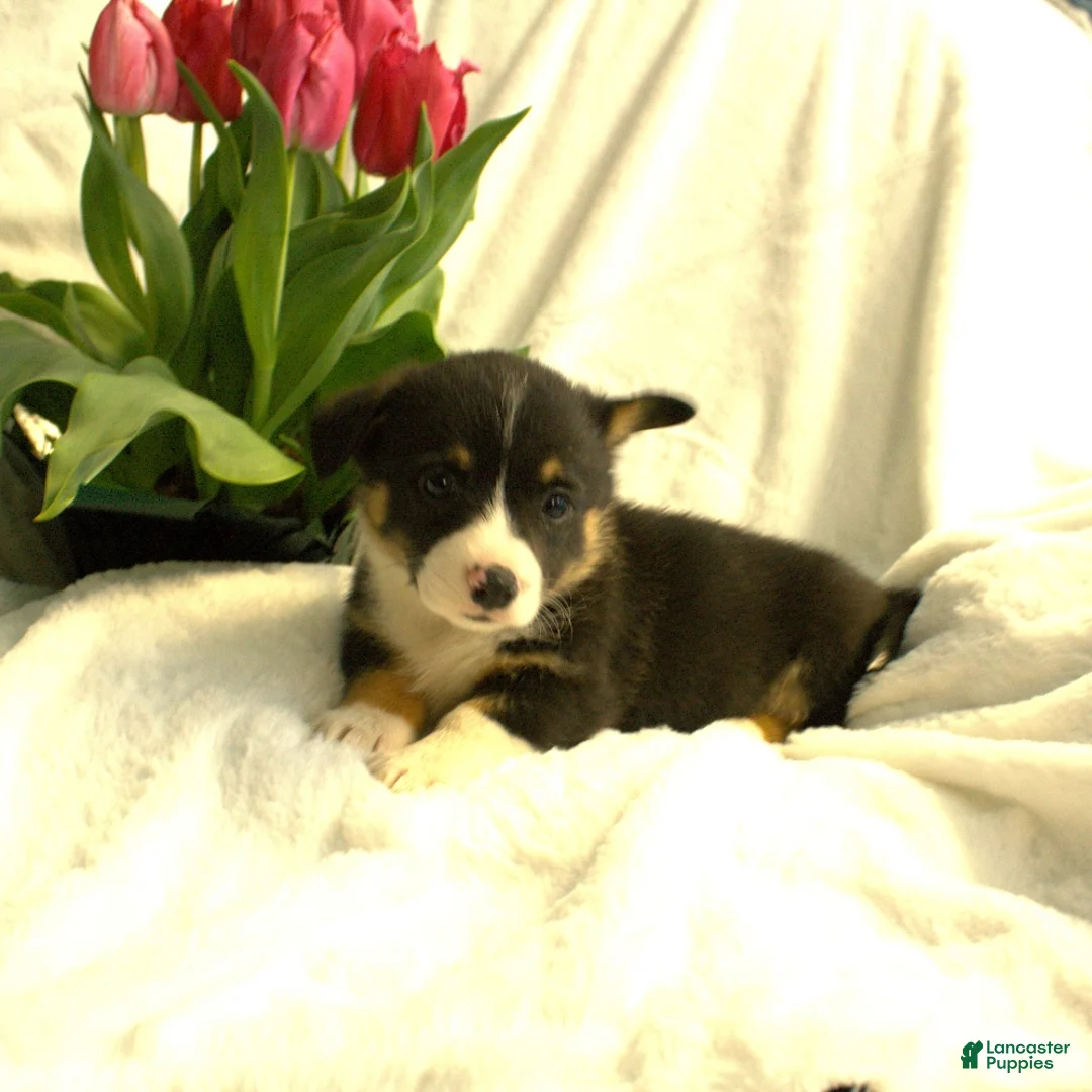 Welsh Corgi Pembroke dogs for sale: Diesel - Ad 2