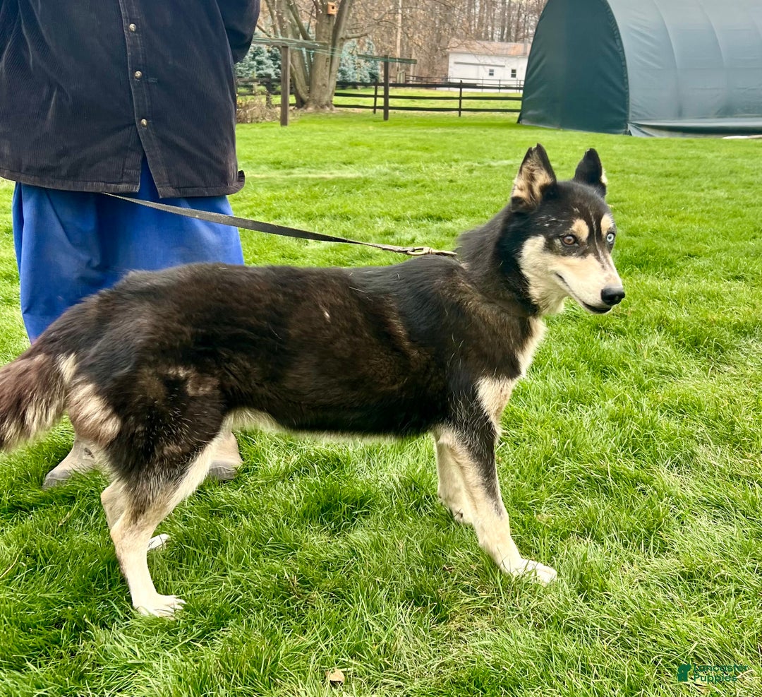 Siberian Husky dogs for sale: Dixie - Ad 3