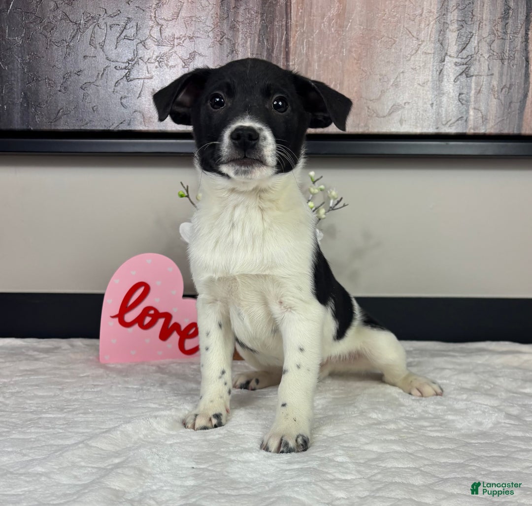 Mixed Breed dogs for sale: King - Ad 3