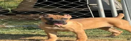Cane Corso dogs for sale: Girl 1  - Ad 2