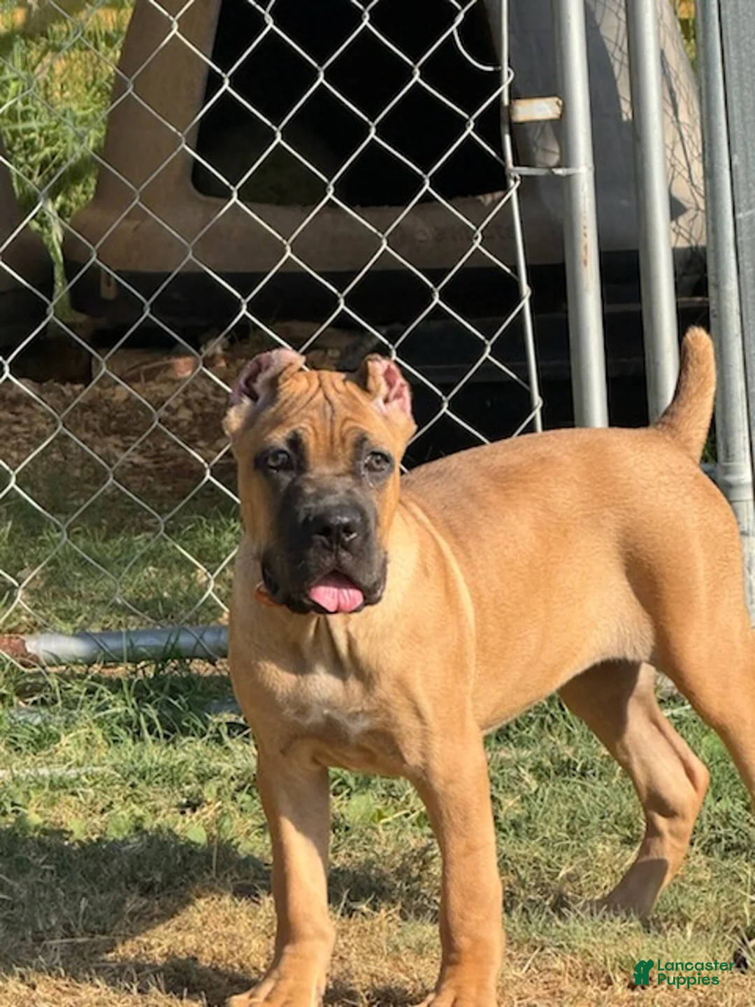 Cane Corso dogs for sale: Girl 1  - Ad 2
