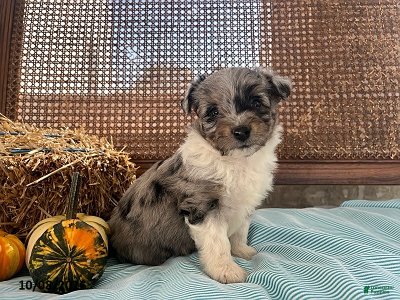 Dozer (Aussiedoodle Miniature, Male) in Arthur, IL
