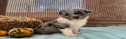 Mini Aussiedoodle dogs for sale: Dozer - Ad 1