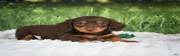 Miniature Dachshund dogs for sale: AKC Daisy - Ad 6