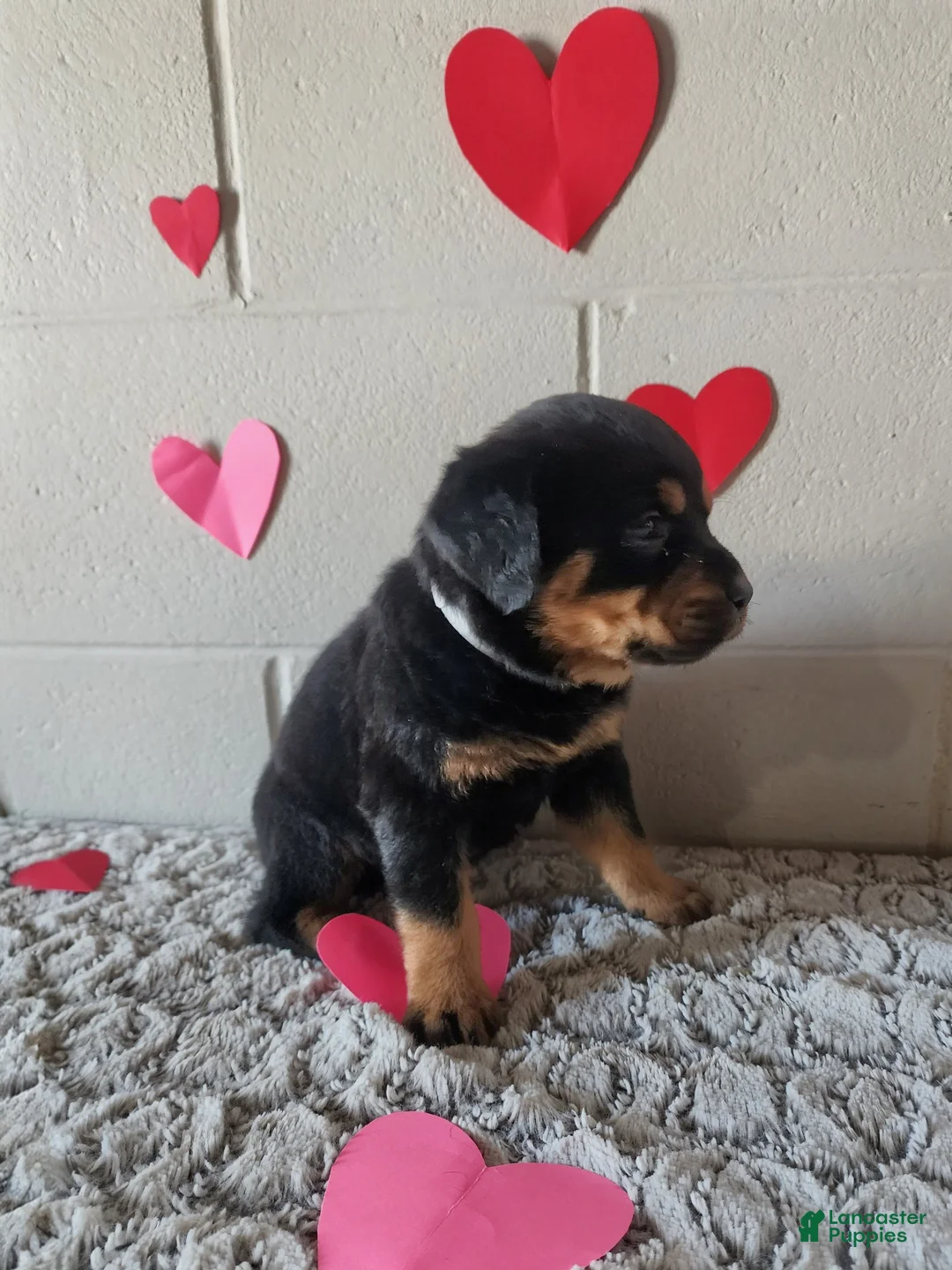 Rottweiler dogs for sale: Buddy - Ad 3