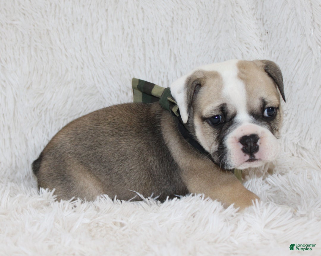 English Bulldog dogs for sale: Rollo - Ad 6