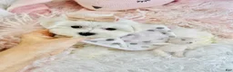 Maltese dogs for sale: Maltese 1 - Ad 1