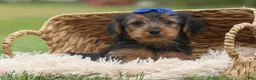 Yorkshire Terrier dogs for sale:  Bruno 🐶 - Ad 9