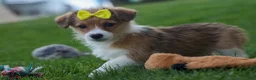 Corgipoo dogs for sale: NOEL - Ad 10