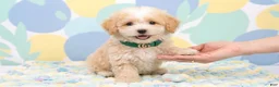 Maltipoo dogs for sale: GUCCI - Ad 4