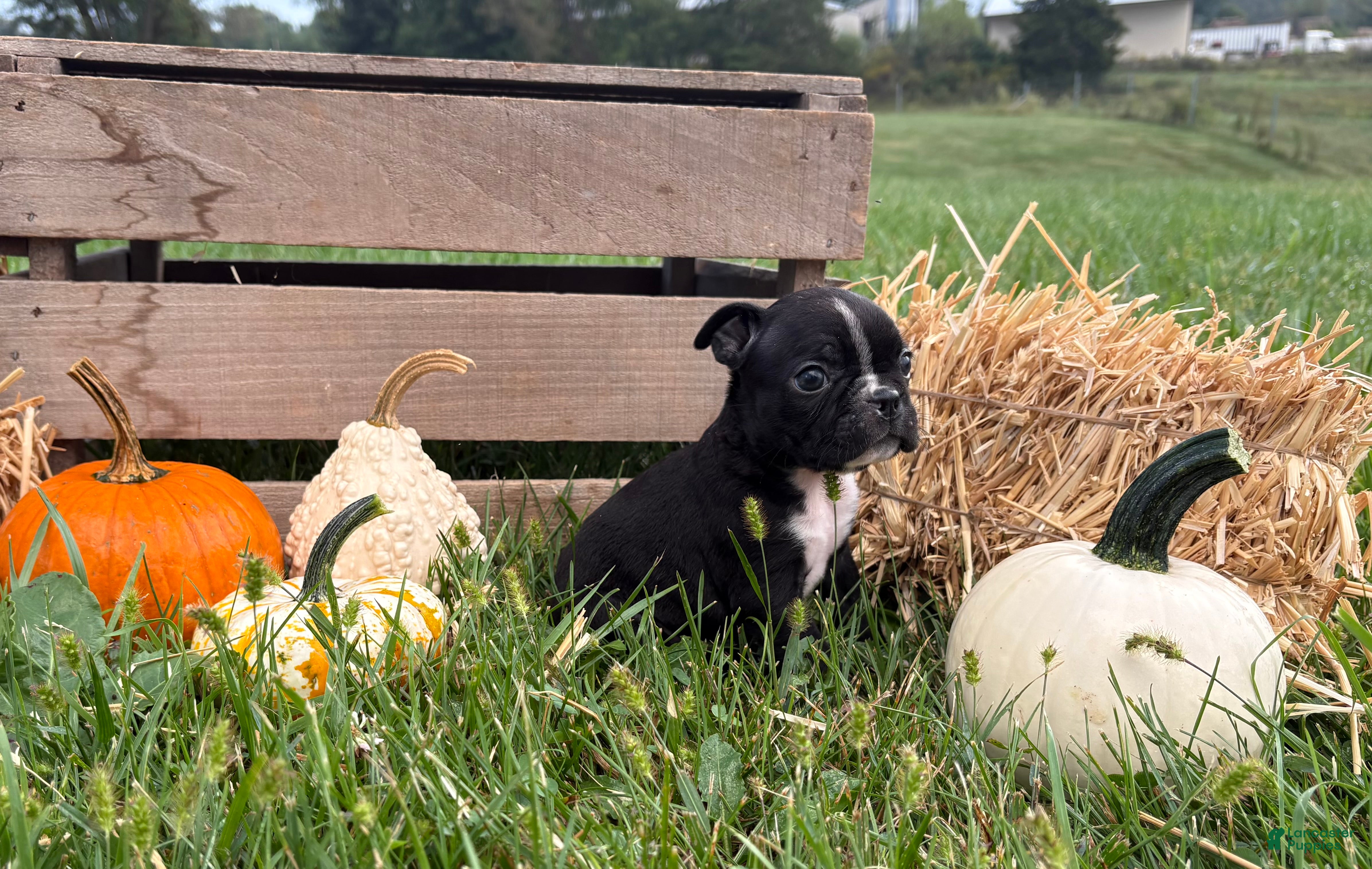 Boston Terrier dogs Diesel - Ad 2