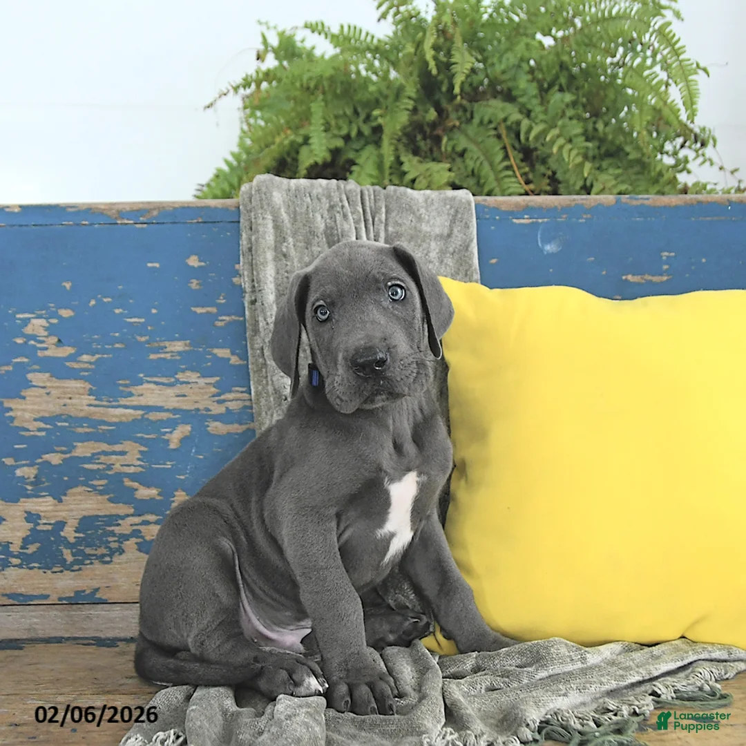 Great Dane dogs for sale: Magnus - Ad 3