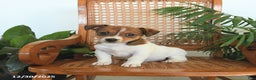 Jack Russell Terrier dogs for sale: Remy - Ad 2