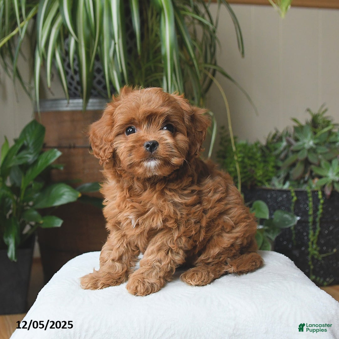 Cavapoo dogs for sale: Lucky - Ad 4