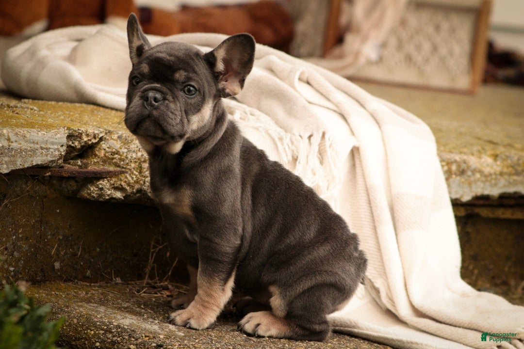 French Bulldog dogs Mia French Bulldog  - Ad 1