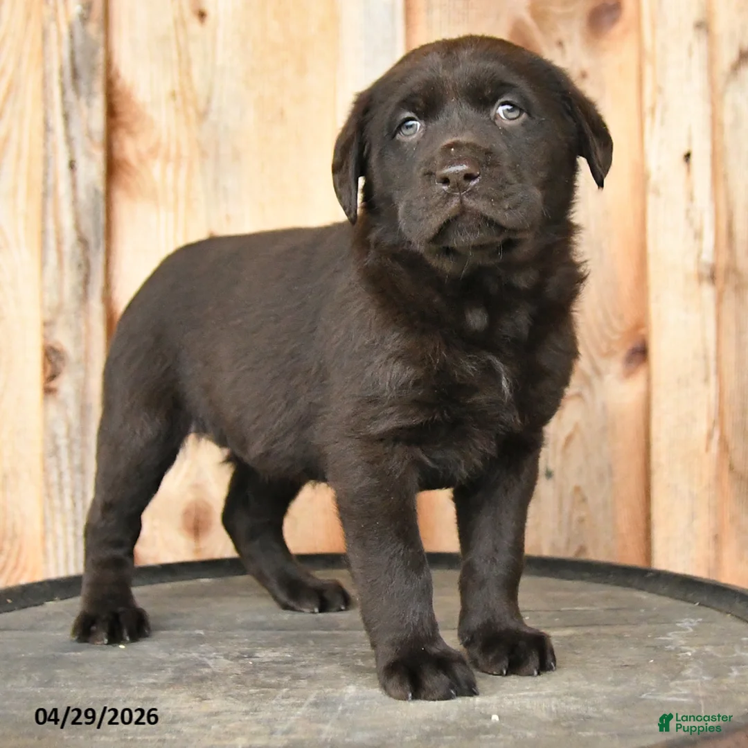Labrador Retriever dogs for sale: Elsa - Ad 3