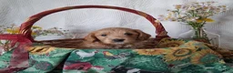 Mini Goldendoodle dogs for sale: Mini Goldendoodle, Whisper - Ad 6
