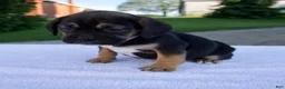 Beabull dogs for sale: Kace - Ad 3