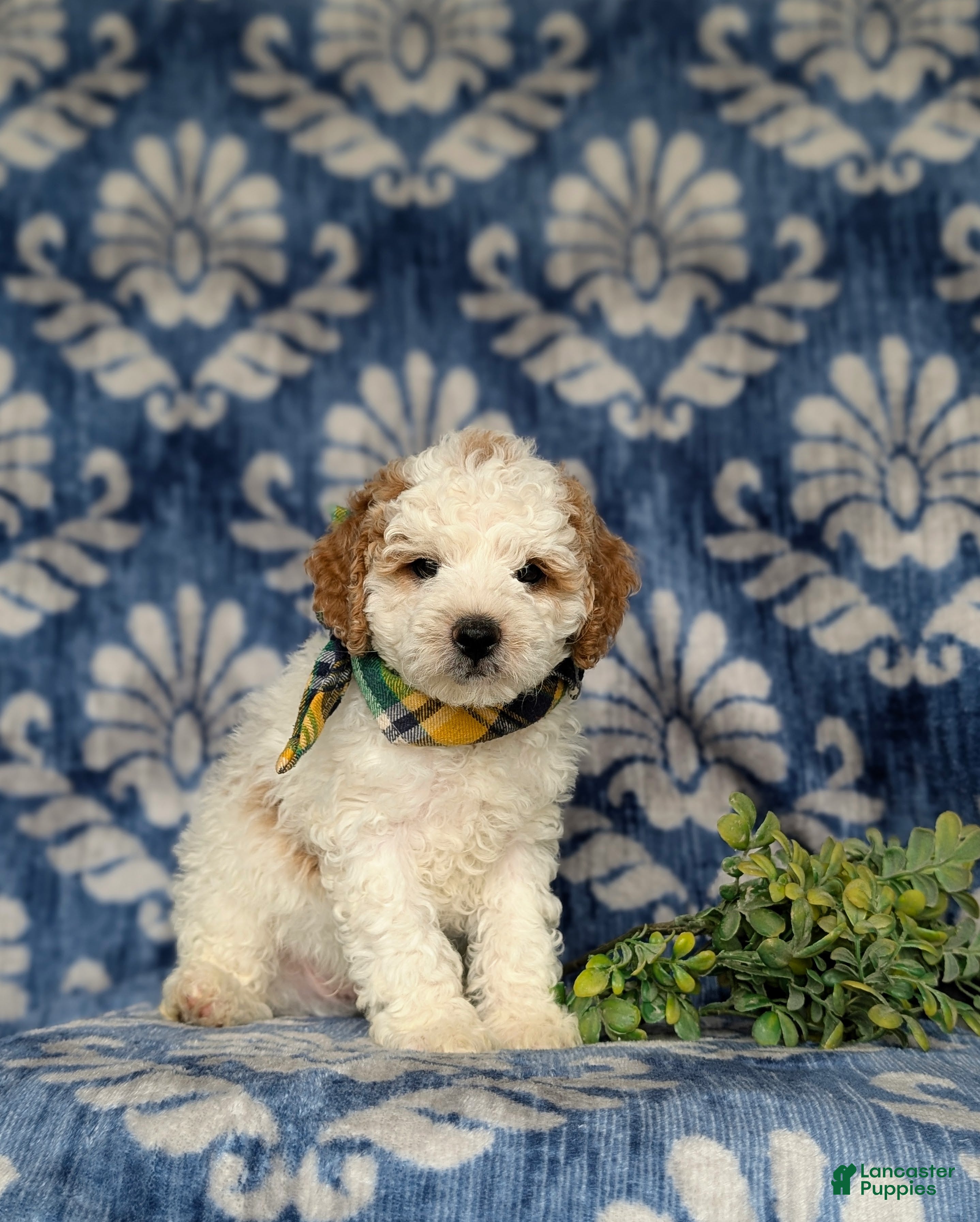 Miniature Poodle dogs for sale: Oakley - Ad 3