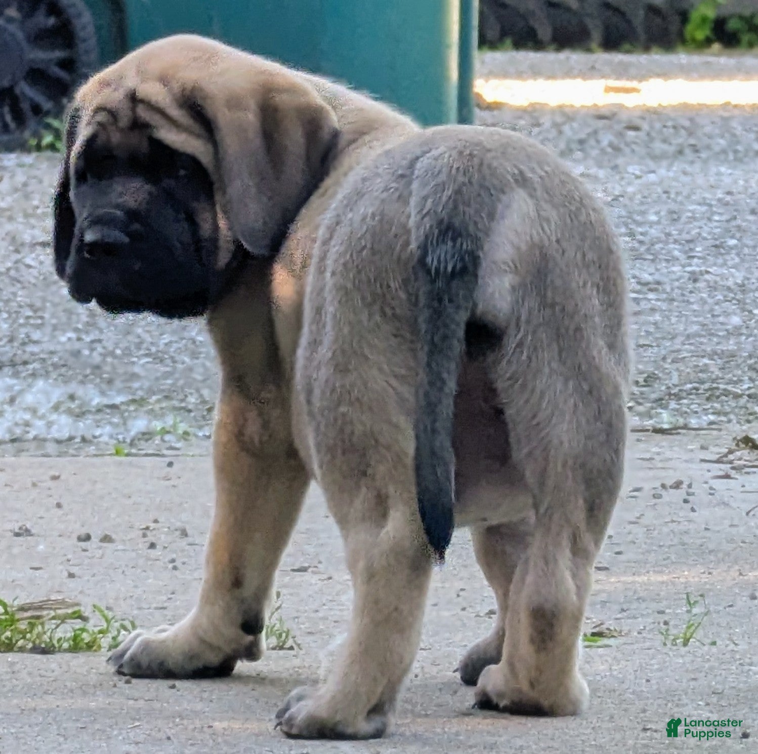 English Mastiff dogs English Mastiff Puppy 3 - Ad 1