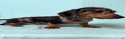 Miniature Dachshund dogs for sale: Black and Tan Silver Dapple Smooth Coat Male AKC  - Ad 6