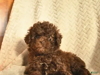 Havapoo dogs for sale: Chocolate - Ad 1