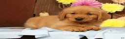Golden Retriever dogs for sale: Hudson - Ad 11