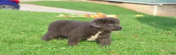 Newfoundland dogs for sale: Durango - Ad 8