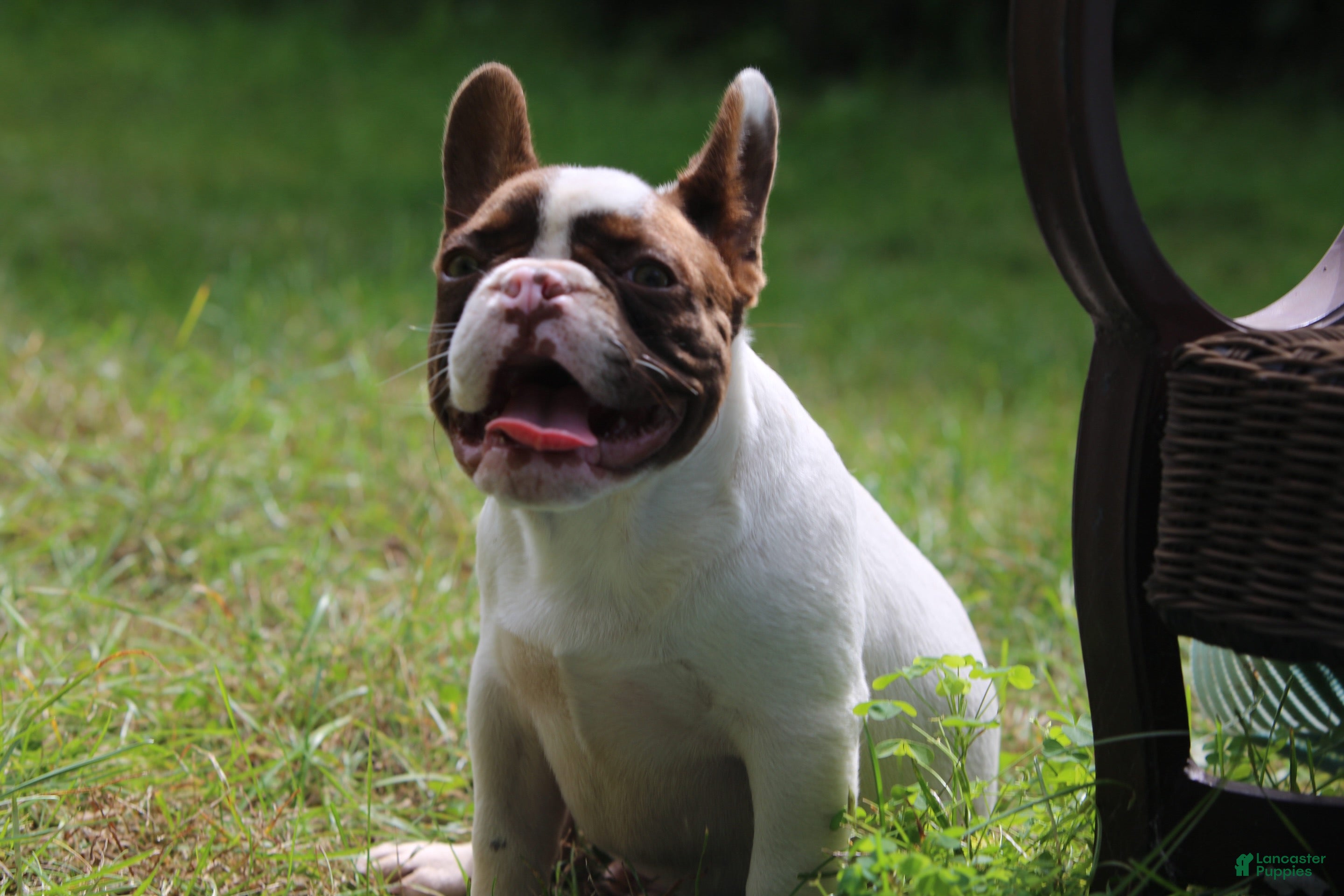 French Bulldog dogs Winston / male  - Ad 2