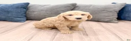 Mini Goldendoodle dogs for sale: Jenna - Ad 4