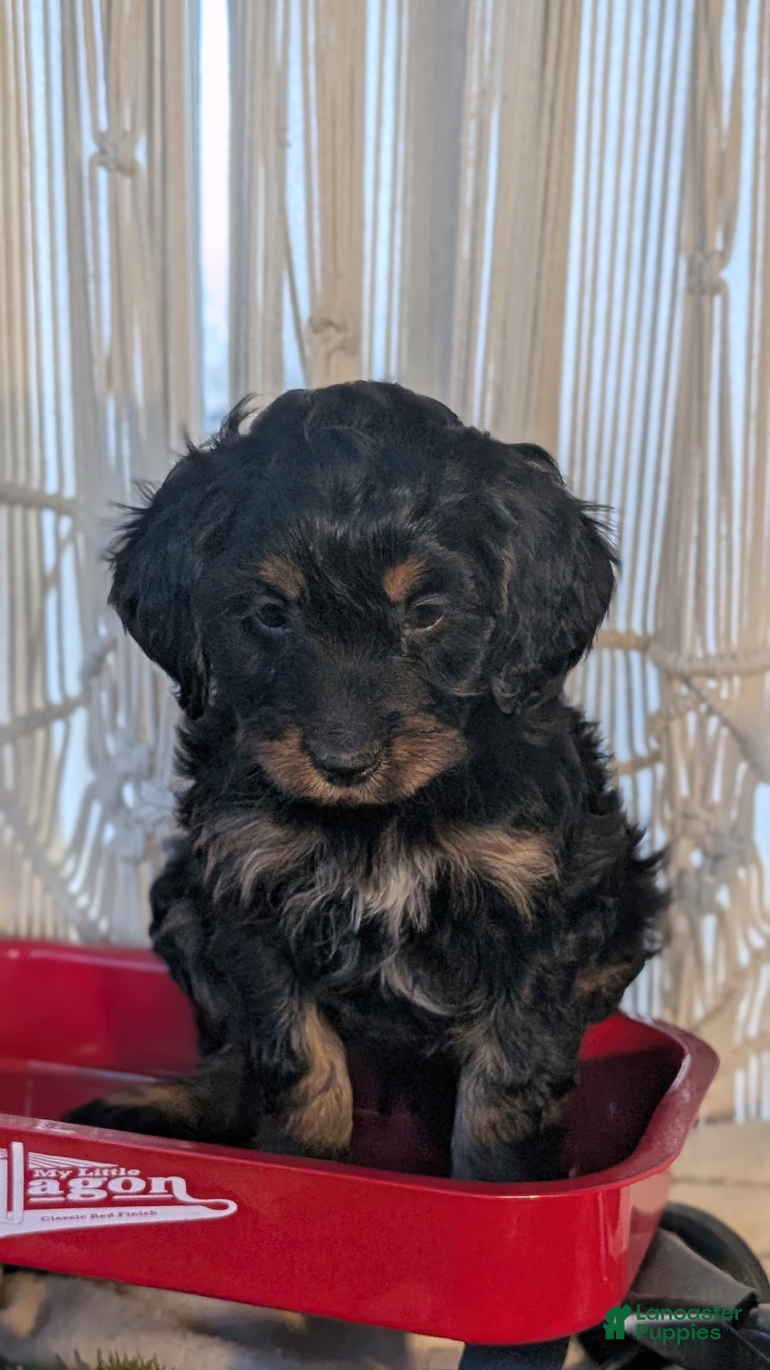 Cavapoo dogs for sale: Ace - Ad 3