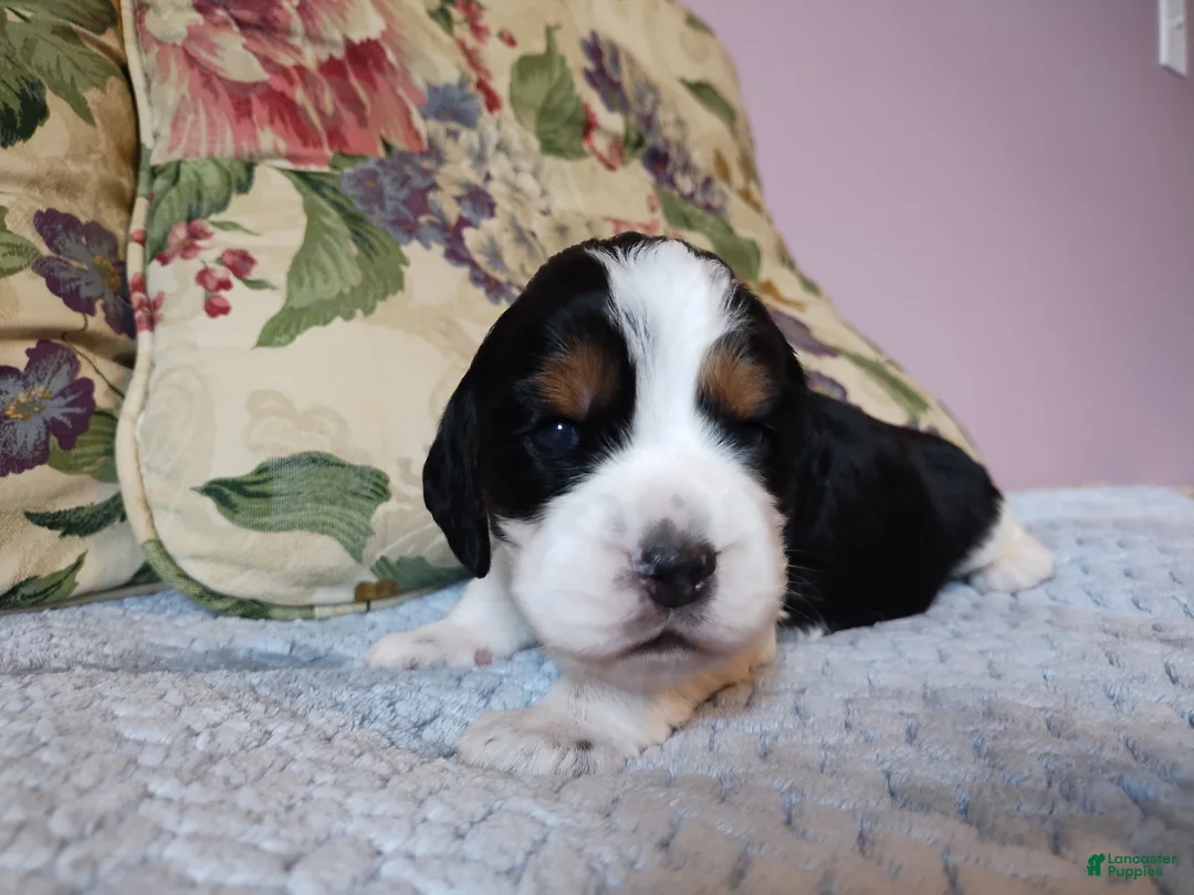 English Springer Spaniel dogs for sale: Beth - Ad 2