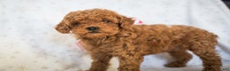 Miniature Poodle dogs for sale: Cindy Lou - Ad 4