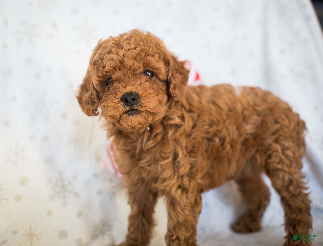 Miniature Poodle dogs for sale: Cindy Lou - Ad 4