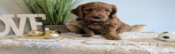 Mixed Breed dogs for sale: Mixed Breed Puppy 1 - Ad 8