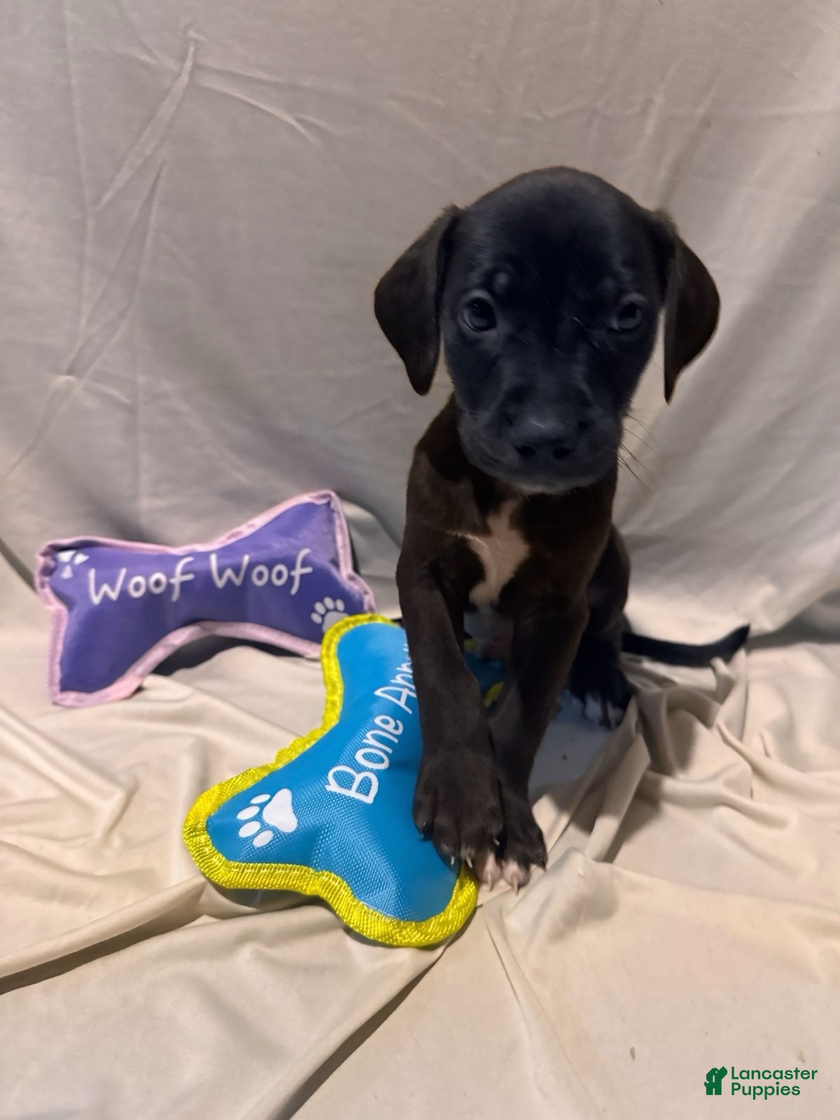 Mixed Breed dogs Boy 5 - Ad 11