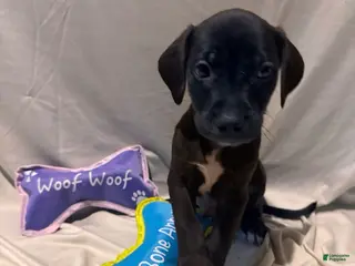 Mixed Breed dogs Boy 5 - Ad 27