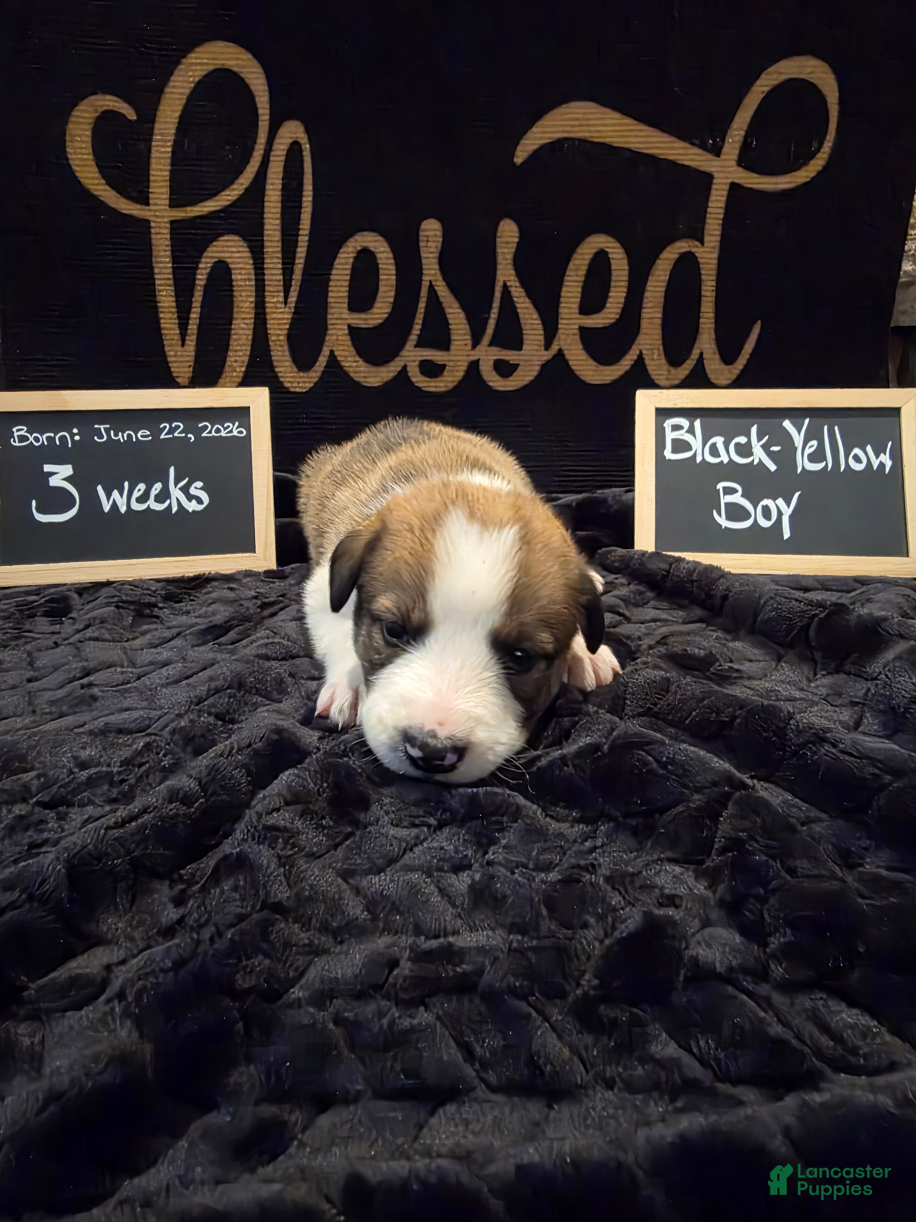 Mixed Breed dogs for sale: Black-Yellow Boy - Ad 3