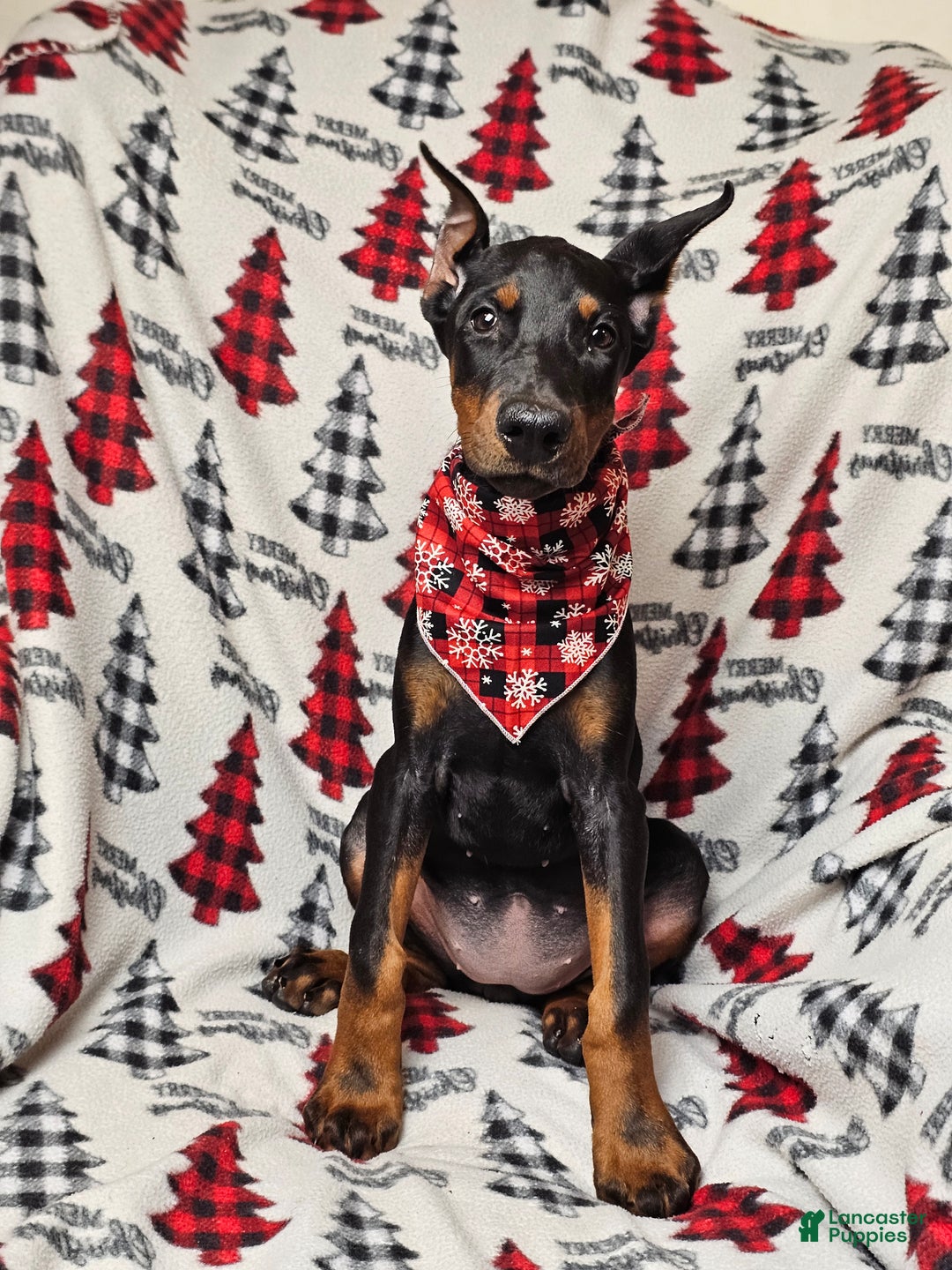 Doberman Pinscher dogs for sale: Zena - Ad 3